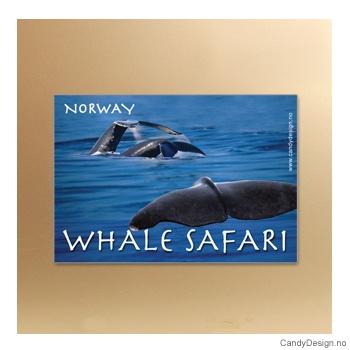 Whale Safari relieff suvenir magnet