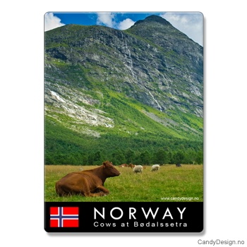 Metallmagneter med Norske naturbilder - Liggende ku